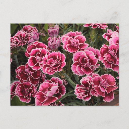 Carte Postale Dianthus (Devant)
