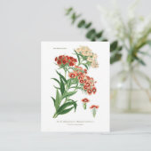 Carte Postale Dianthus barbatus (Sweet William) (Debout devant)