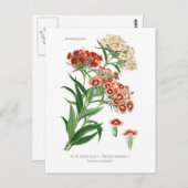 Carte Postale Dianthus barbatus (Sweet William) (Devant / Derrière)