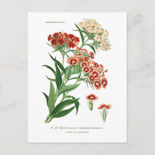 Carte Postale Dianthus barbatus (Sweet William) (Devant)