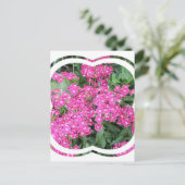 Carte postale Dianthus Perennial (Debout devant)