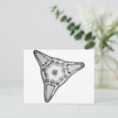 Carte Postale Diatomée (Debout devant)