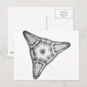 Carte Postale Diatomée (Devant / Derrière)