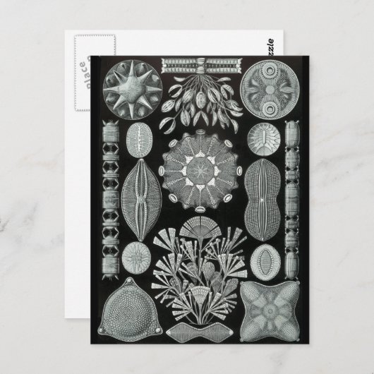 Carte Postale Diatomées (Devant / Derrière)