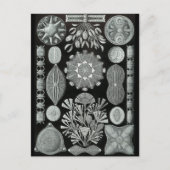 Carte Postale Diatomées (Devant)