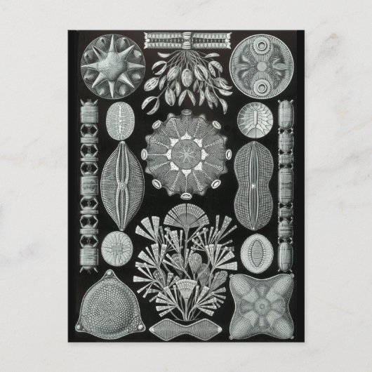 Carte Postale Diatomées (Devant)