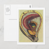 Carte Postale Dibble_Artworks_140_Oysters (Devant / Derrière)