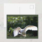Carte postale d'Ibis blanc (Devant / Derrière)