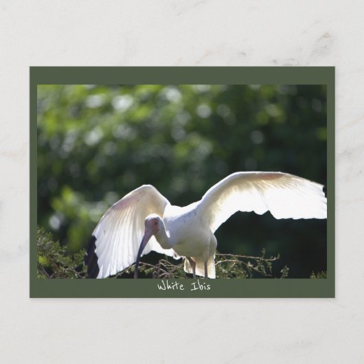 Carte postale d'Ibis blanc (Devant)