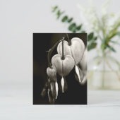 Carte Postale Dicentra - Bleeding Hearts art Postcard (B&W) (Debout devant)