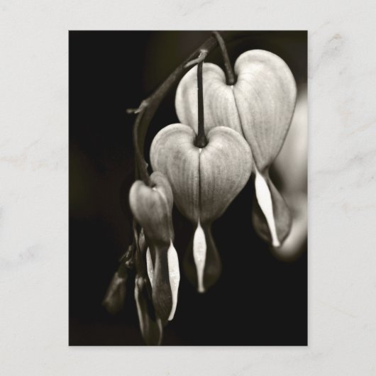 Carte Postale Dicentra - Bleeding Hearts art Postcard (B&W) (Devant)