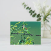 Carte Postale Dickcissel (Debout devant)