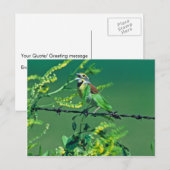Carte Postale Dickcissel (Devant / Derrière)