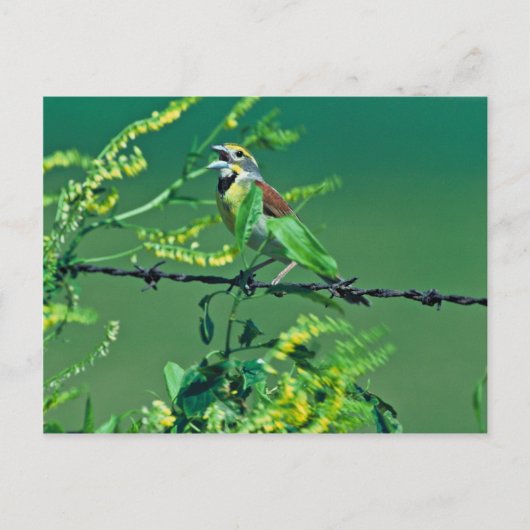 Carte Postale Dickcissel (Devant)