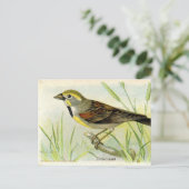 Carte Postale Dickcissel (Debout devant)