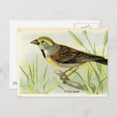 Carte Postale Dickcissel (Devant / Derrière)