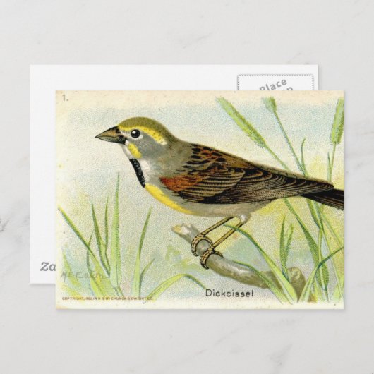 Carte Postale Dickcissel (Devant / Derrière)