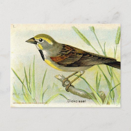 Carte Postale Dickcissel (Devant)
