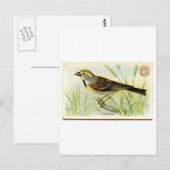 Carte Postale Dickcissel (Devant / Derrière)