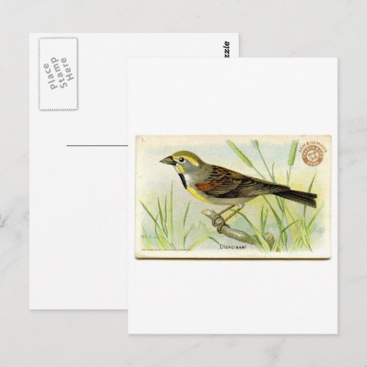 Carte Postale Dickcissel (Devant / Derrière)