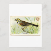 Carte Postale Dickcissel (Devant)