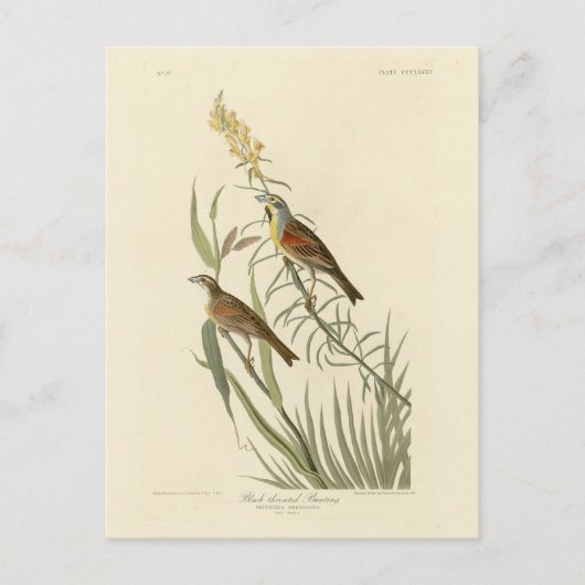 Carte Postale Dickcissel de Audubon's Birds of America (Devant)
