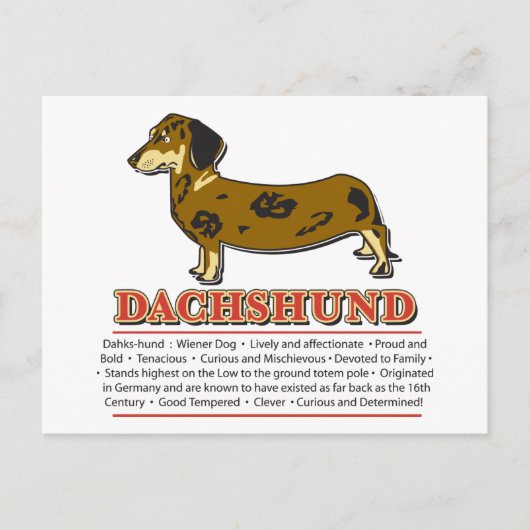 Carte Postale Dictionnaire Dachshund (Devant)