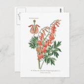 Carte Postale Dielytra (Dicentra) spectablis (Devant / Derrière)