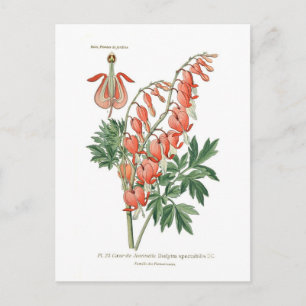 Carte Postale Dielytra (Dicentra) spectablis