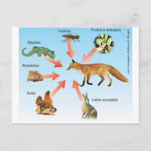 Carte Postale dietaraposa11 esquema didático dieta da raposa