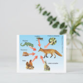 Carte Postale dietaraposa11 schéma didactique régime alimentaire (Debout devant)