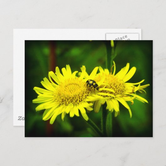 Carte Postale Différent (Devant / Derrière)