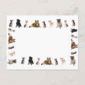 Carte Postale Différents chiens se reproduisent de suite (Devant)