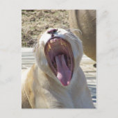 Carte Postale Diffusez Les Nouvelles ! (Devant)