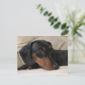 Carte Postale Digger le Dachshund (Debout devant)