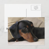 Carte Postale Digger le Dachshund (Devant / Derrière)