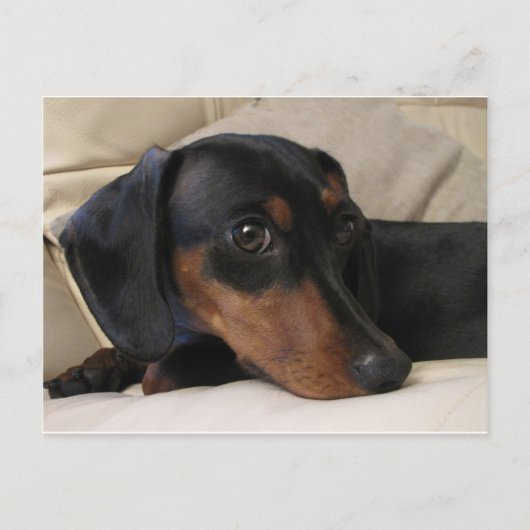 Carte Postale Digger le Dachshund (Devant)