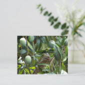Carte postale d'Iguana dans l'arbre Mango (Debout devant)