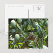 Carte postale d'Iguana dans l'arbre Mango (Devant / Derrière)