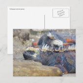 carte postale d'iguane des Galapagos endormi (Devant / Derrière)
