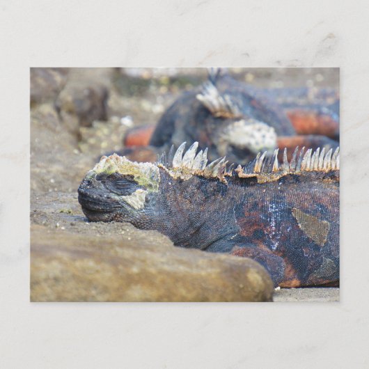 carte postale d'iguane des Galapagos endormi (Devant)