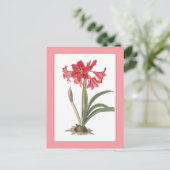 Carte postale d'illustration botanique d'Amaryllis (Debout devant)