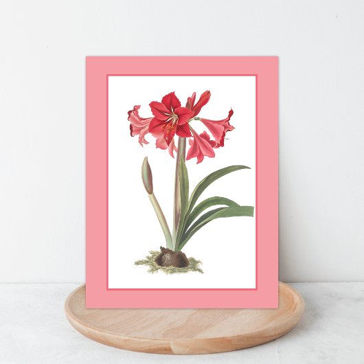 Carte postale d'illustration botanique d'Amaryllis