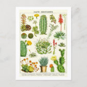 Carte postale d'illustration botanique de cactus s (Devant)