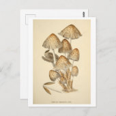 Carte postale d'illustration botanique de champign (Devant / Derrière)