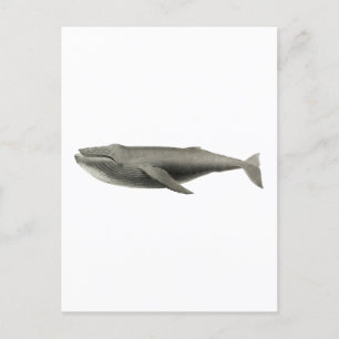 CARTE POSTALE D'ILLUSTRATION DE BALEINE vintage