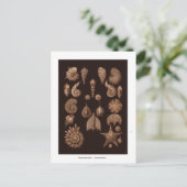 Carte postale d'illustration de la vie marine vint (Debout devant)