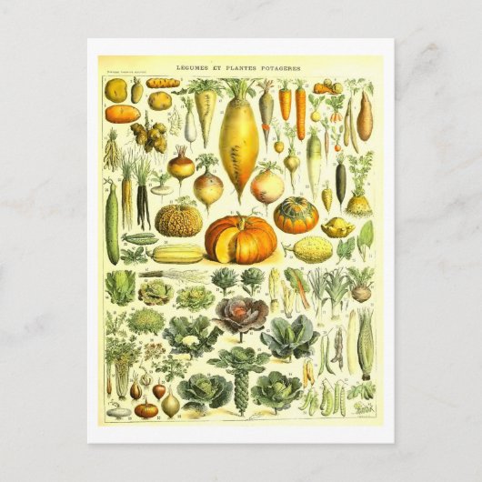 Carte postale d'illustration végétale vintage (Devant)