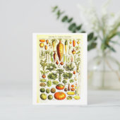 Carte postale d'illustration végétale vintage (Debout devant)