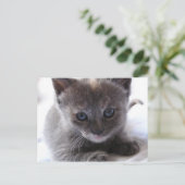 Carte Postale Dilute Tortoiseshell Kitten (Debout devant)